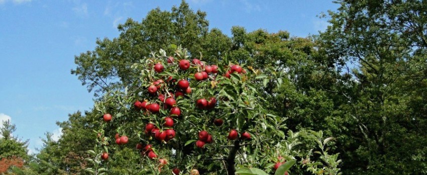 Apple Picking Orchard VT New England Fall Events